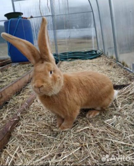 Кролы Risen и строкач на случку