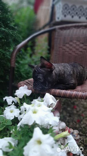 Французский бульдог щенки