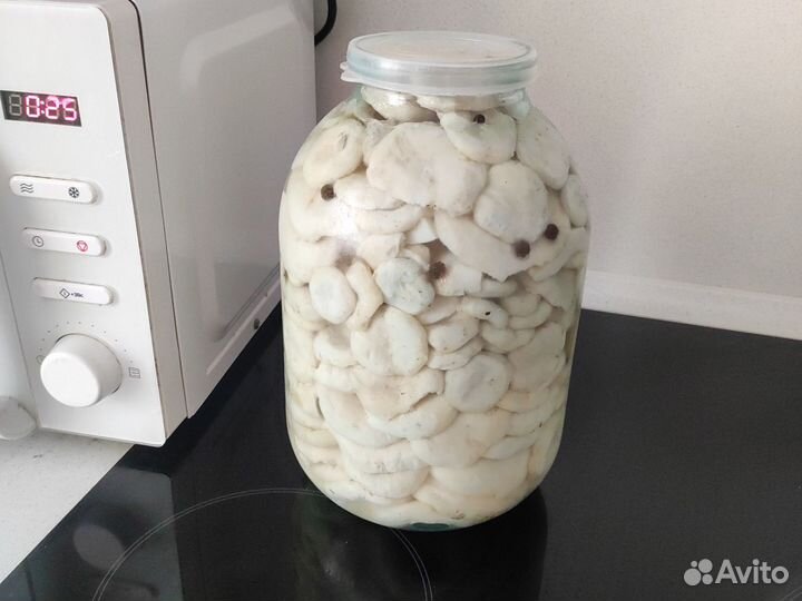 Грибы грузди (скрипуны)