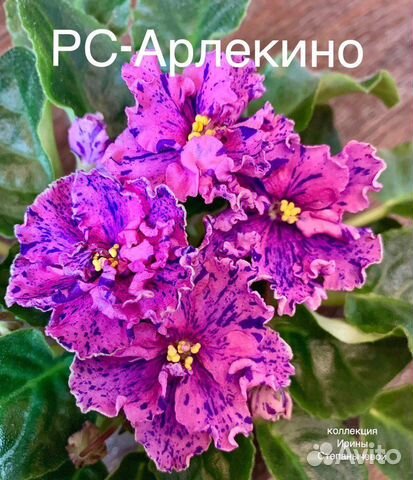 Фиалка лист