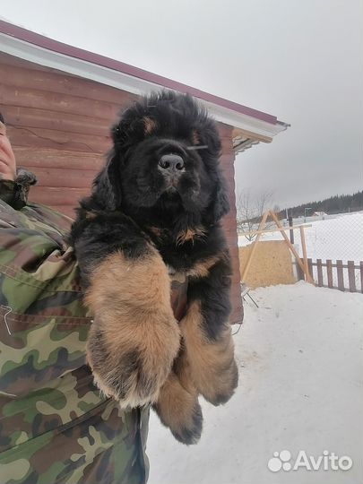 Тибетский мастиф щенки