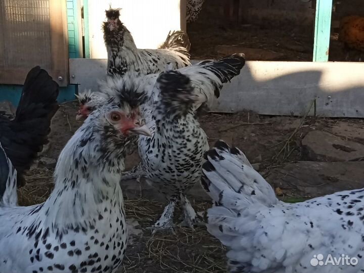 Петухи Павловские серебро и золото