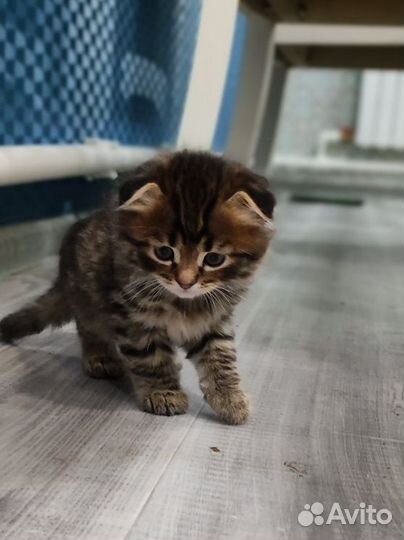 Продам шотландских котят