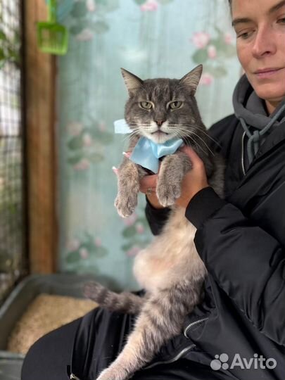 Кот Поль в добрые руки