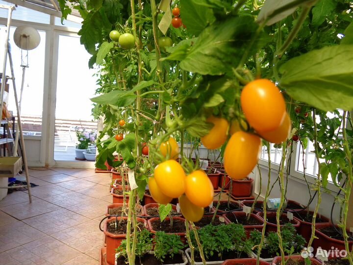 Горшок большой для цветов и овощей