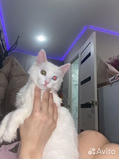 Разные глаза