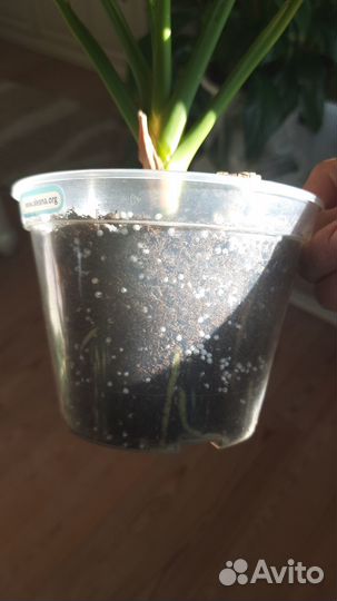 Аглаонема Фридман