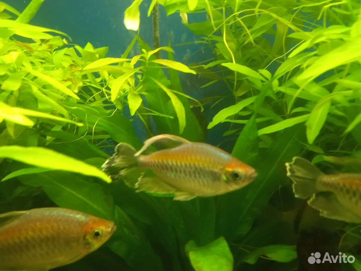 Тетра конго