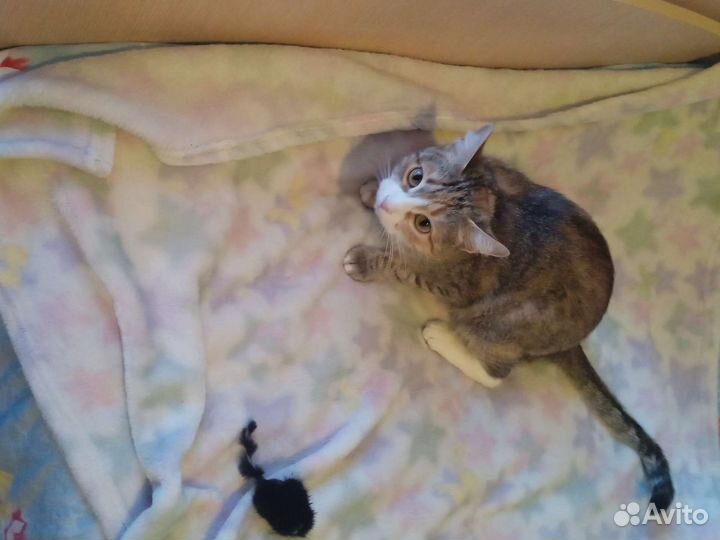 Кошка в дар бесплатно