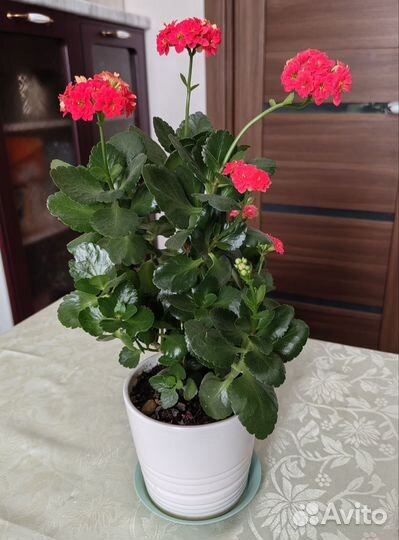 Каланхоэ цветущий красный домашнее растение