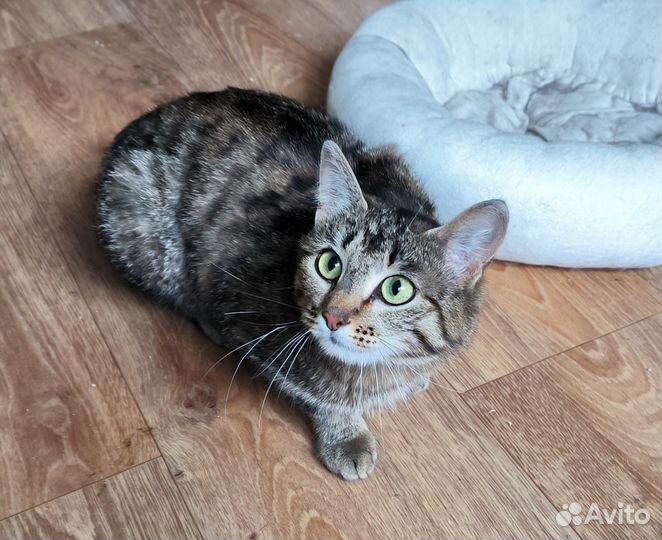 Кошка для ловли мышей