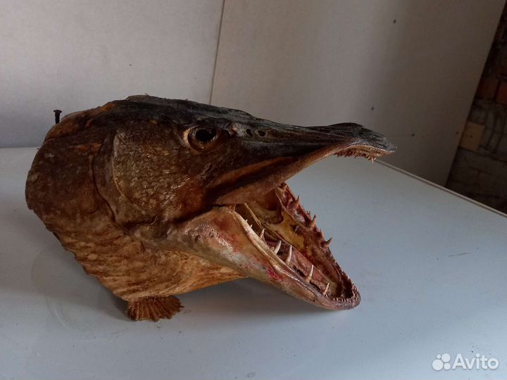 Чучело головы щуки