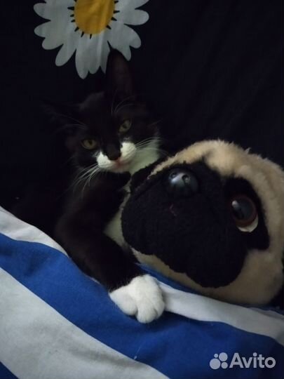 Кошка в дар бесплатно