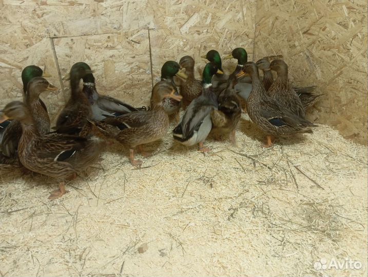 Утки подсадные