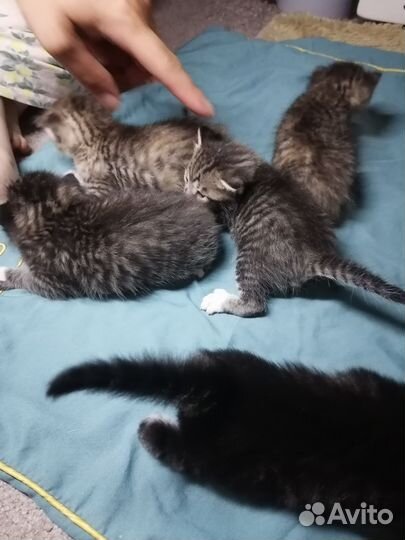 Котята в добрые руки