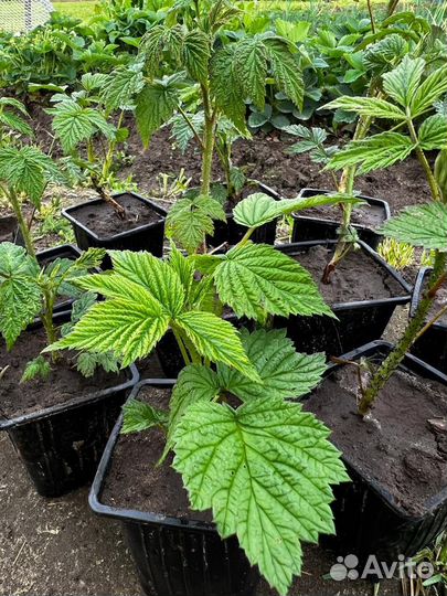 Малина красная