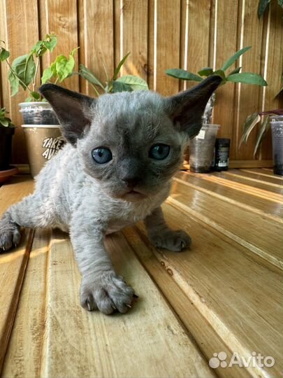 Котята девон-рекс