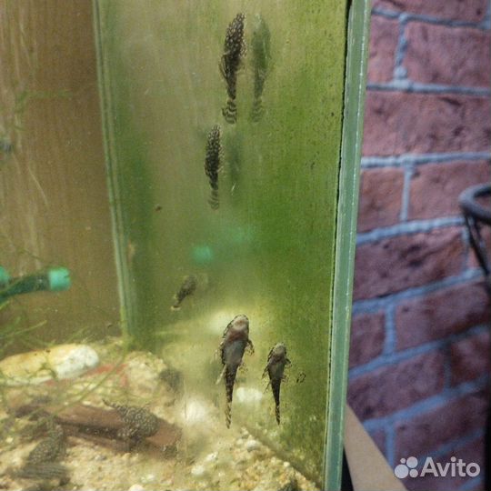 Сом анциструс
