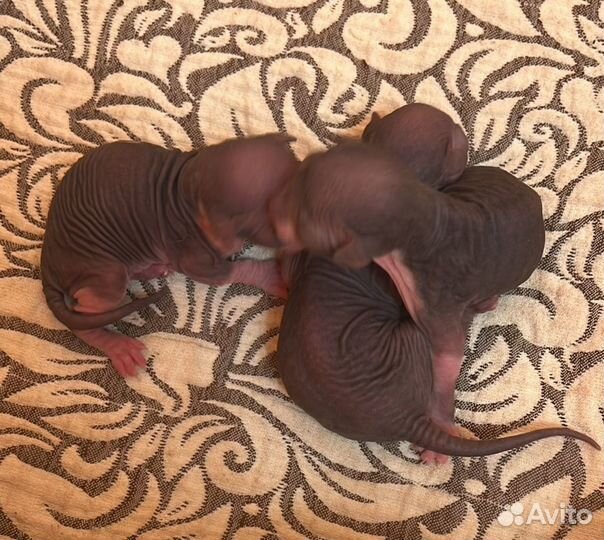 Финкс- эльф