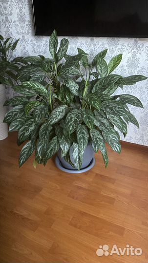 Комнатные растения цветы большие