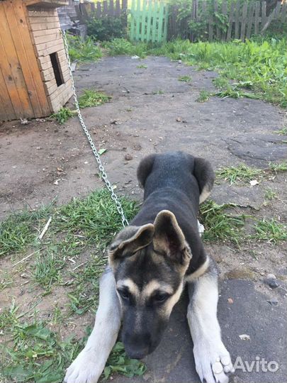 Щенки Восточноевропейская овчарка