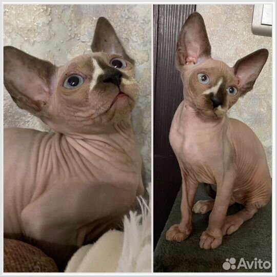 Канадский сфинкс котенок