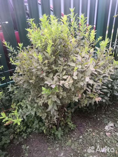 Хоста, спирея, гортензия, дейция