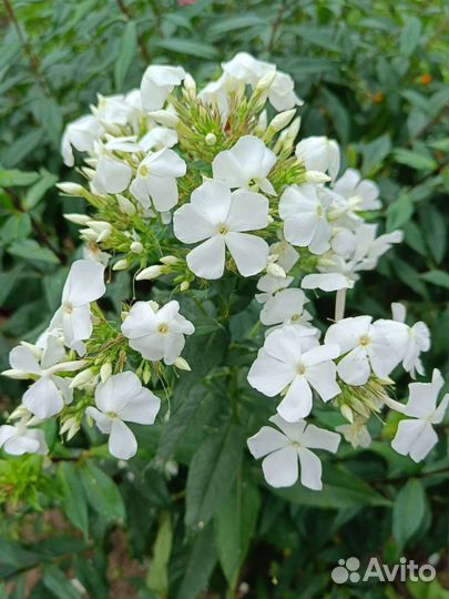 Флоксы, разные сорта