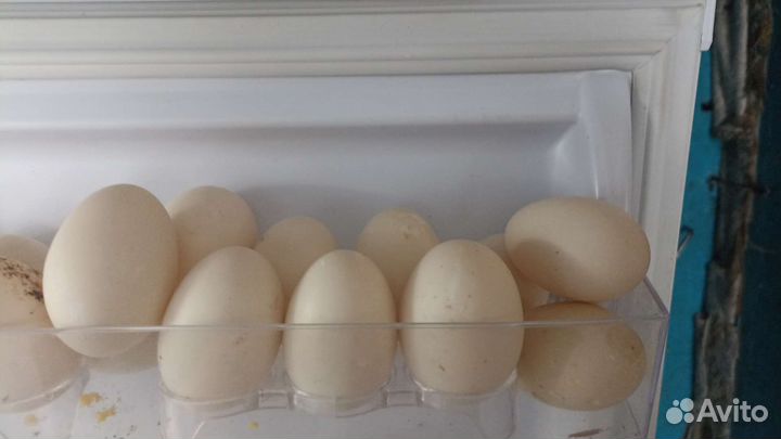 Инкубационное яйцо утки и кур