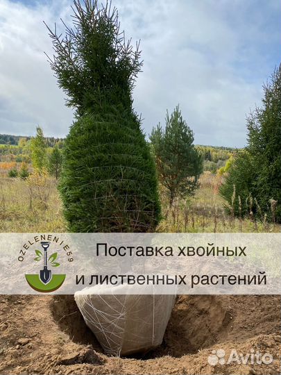 Ель сосна береза липа обыкновенная оптом саженцы