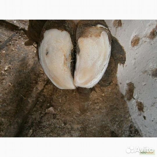 Обработка и обрезка копыт