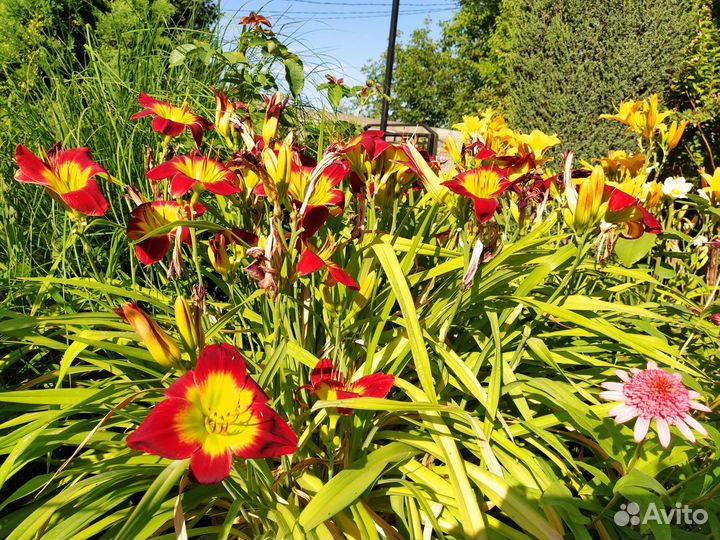 Растения для сада