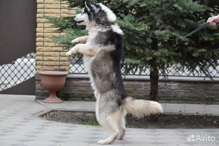 Умный Медей