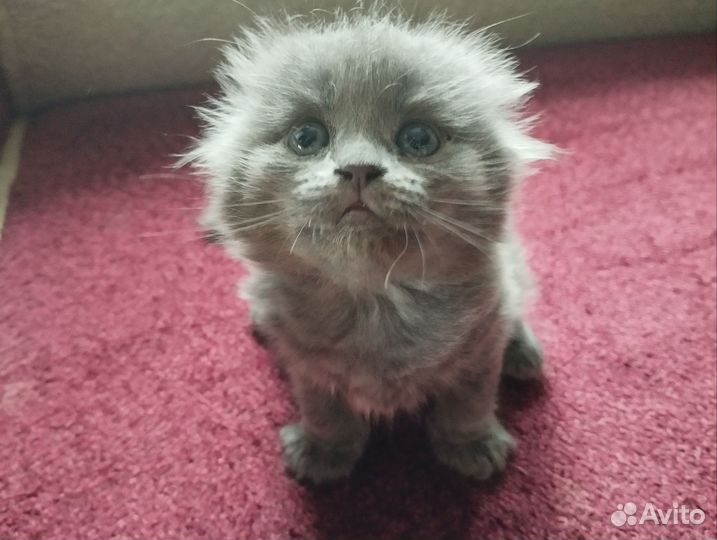 Хайленд фолд котята