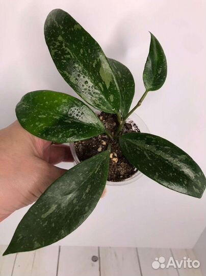 Хойи сортовые