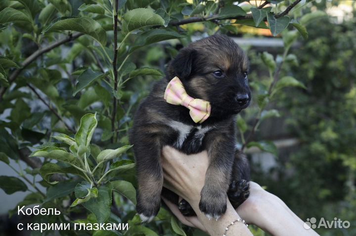 Щенок метис