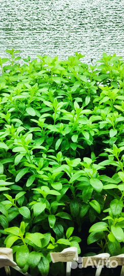 Не укорененные черенки вегетативных растений срезы