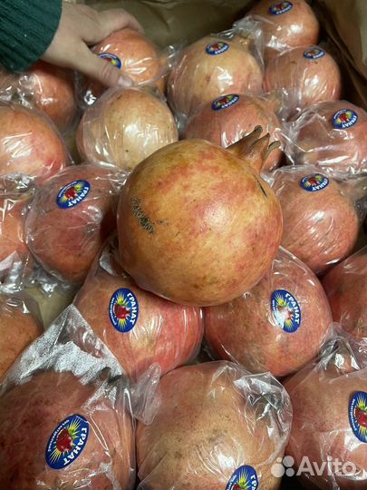 Гранат узбегистанский