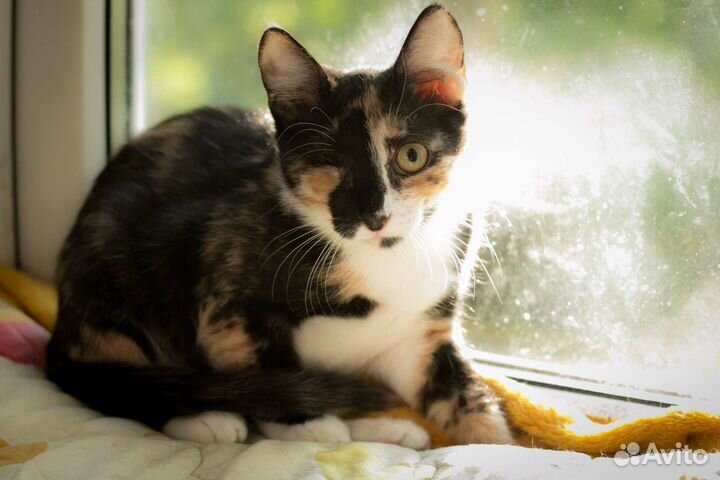 Удивительная Сонечка