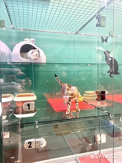 Зоогостиница для кошек, передержка кошек