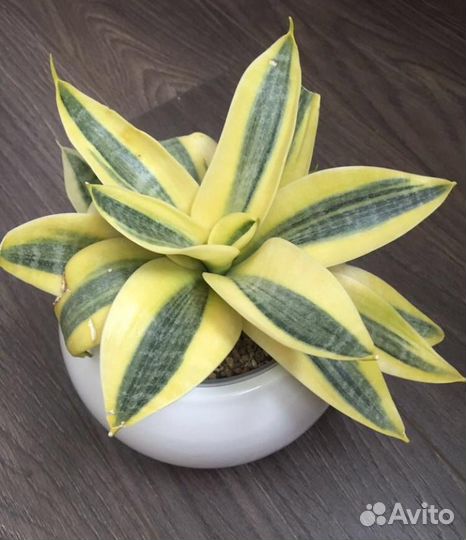 Сансевиерия сортовая