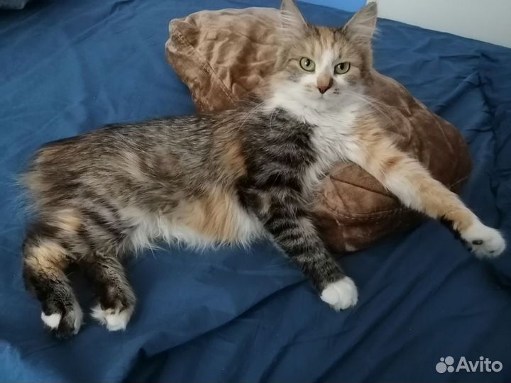 Пушуня ищет дом