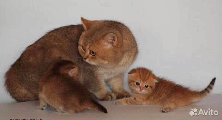 Шотландский кот на вязку