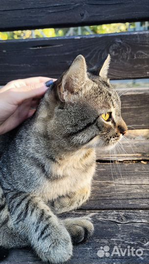 Котоняня, кэтситтер, зооняня фмр, центр, смр и юмр