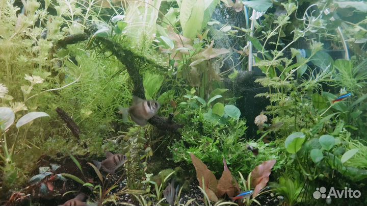 Аквариумные растения