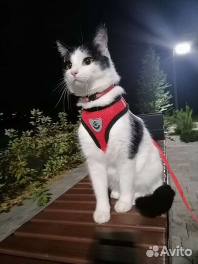 Ваш проводник в Зоопсихологию Татьяна Шип