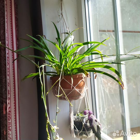 Хлорофитум волнистый