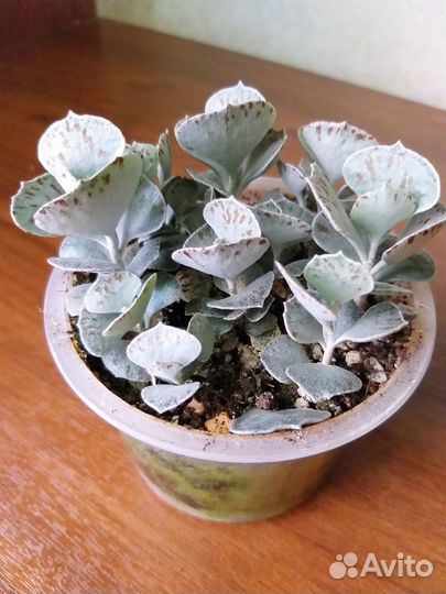 Каланхоэ ромбопилоза