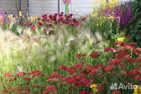 Злаковых делянки,составление композиции,живые