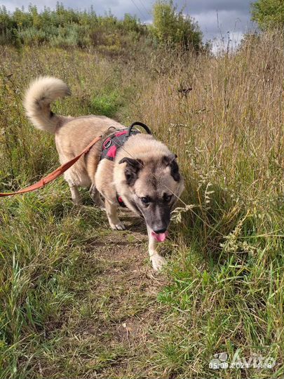 Собака из приюта ждёт хозяев